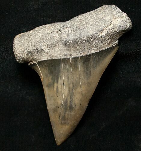 Large Fossil Mako Shark Tooth - South Carolina #8698